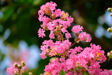 サルスベリ（百日紅）