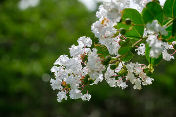 白いサルスベリ（百日紅）