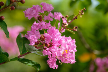 サルスベリ（百日紅）