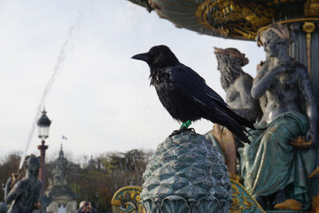 closeup of a crow on the fountain near la concorde paris france