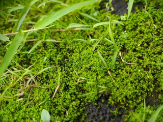 moss in the rainy season