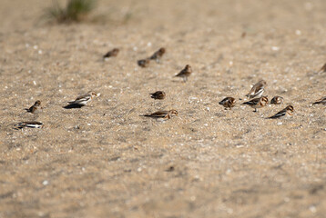 Snow Bunting