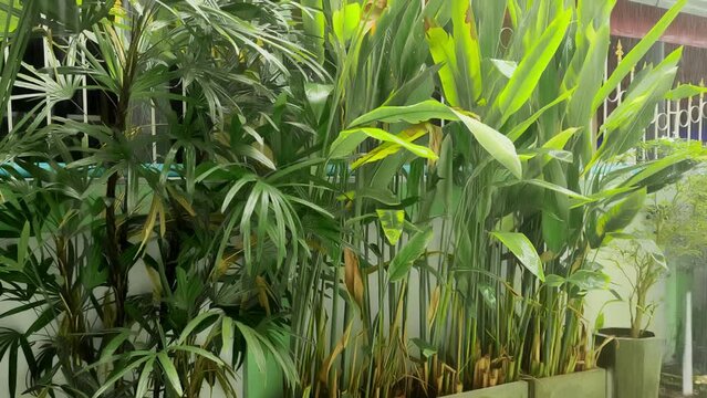 Rain Sparkles Off Sunlit Jungle Leaf