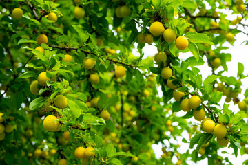 A bountiful harvest of plums on tree branches close-up