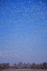 Snow geese in corn field © Danhua