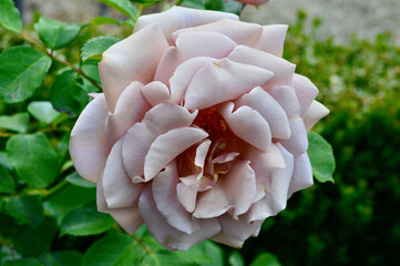 A bronze rose in the garden. Soul Sister is a floribunda rose by Bedard, USA, 2008. 