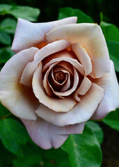 A bronze rose in the garden. Soul Sister is a floribunda rose by Bedard, USA, 2008.