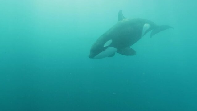 Slow Motion Shot Of Black-And-White Patterned Body Fish Swimming  In Sea - Baja California, Mexico