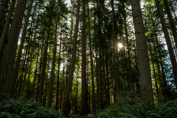 Fototapeta premium Tall trees stretch in the forest with the sun peeking through. 