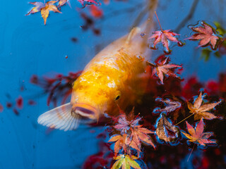 金色の鯉と紅葉の葉
