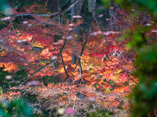 水面に映る逆さの紅葉