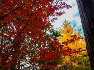 カエデとイチョウの競演