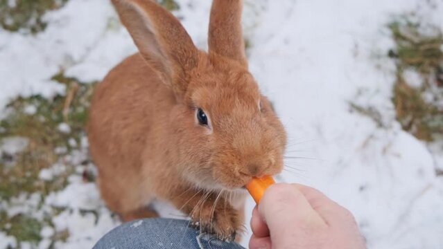 Lovely rabbit fluffy baby eating carrot. Symbol of 2023