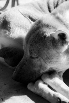 Black and white photograph of native Thai dogs with dejected expressions laying in the sun in front of a house is used in articles, reports, and illustrations for documentaries.