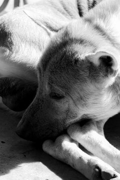 Black and white photograph of native Thai dogs with dejected expressions laying in the sun in front of a house is used in articles, reports, and illustrations for documentaries.