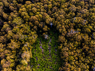 Forrest from above - Western Australia