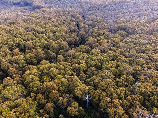 Forrest from above - Western Australia