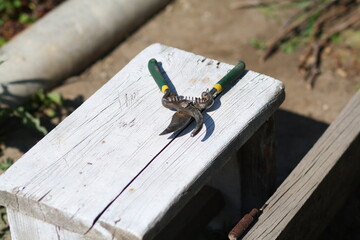 bird on a fence