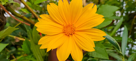 MEXICAN SUNFLOWER-Tithonia diversifolia flower -The native range of this species is Mexico to Central America
