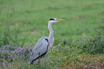 Fototapeta premium Gray heron standing in front of rice field
