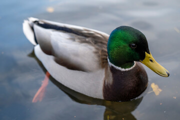 duck on the water