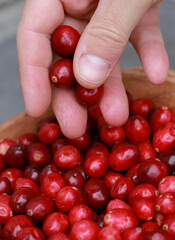 close up of man hand holding fresh cranberries