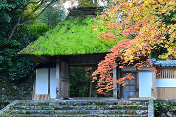 Fototapeta na wymiar 紅葉の季節の京都市左京区の法然院 山門
