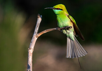 beautiful pictures of little green bee eater in blur background , The Asian green bee-eater, also...