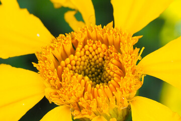 Sunlight by Carmen Quesada is an excellent flower photo. View this photo and more and vote for your...