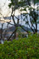 朝露に濡れる葉っぱと日の出（縦）