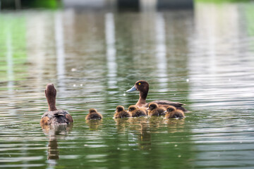 Tufted duck Family swims with their ducklings in green lake water.