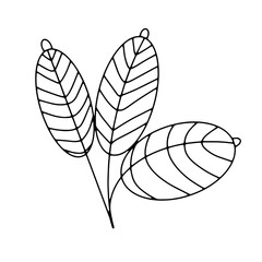 leaf
