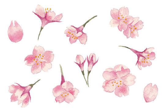 set of hand-painted illustrations of sakura cherry blossoms, isolated