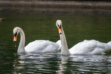 Two graceful white swans swim in the dark water.