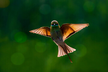 beautiful bird in flight against the light with span of wings, beautiful pictures of little green...