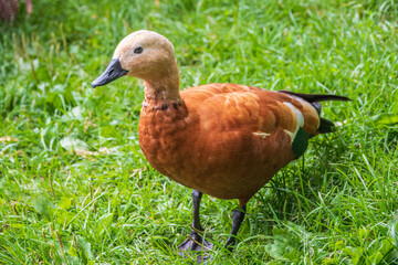 The ruddy shelduck walks across the green lawn.