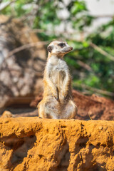 Meerkat, Suricata suricatta, on hind legs. Portrait of meerkat standing on hind legs with alert expression. Portrait of a funny meerkat sitting on its hind legs.