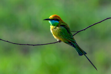 beautiful pictures of little green bee eater in blur background , The Asian green bee-eater, also known as little green bee-eater