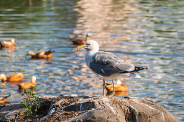 Seagull sits on stone cliff at the sea shore