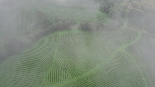 rice field at Mae Cham Chiangmai Northern Thailand