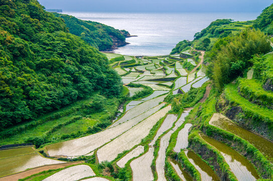 Japanese beautiful scenery - terraced rice field