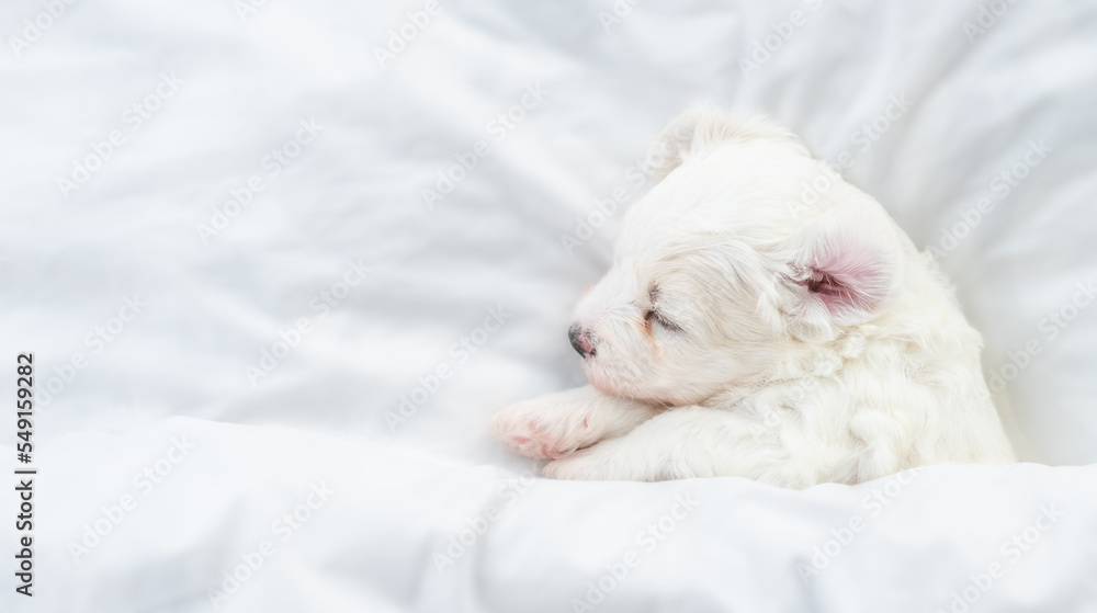 Poster tiny bichon frise puppy sleeps under white blanket on a bed at home. top down view. empty space for 