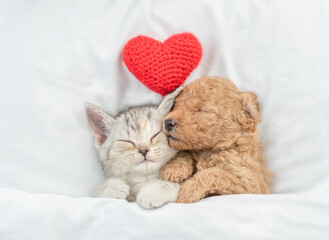 Cute tiny Toy Poodle puppy hugs happy tabby kitten under white warm blanket on a bed at home. Top...