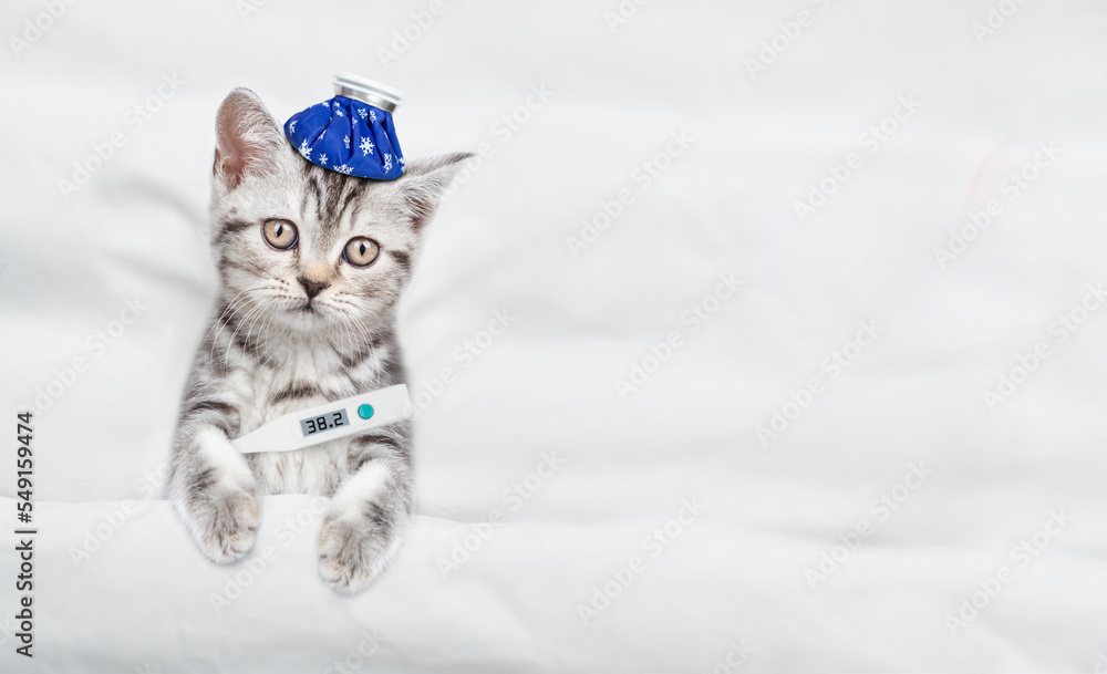 Poster sad sick kitten with ice bag or ice pack on his head holds a thermometer under the paw lies under wh
