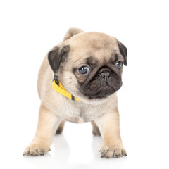 Obraz premium Tiny Pug puppy standing in front view and looking at camera. isolated on white background
