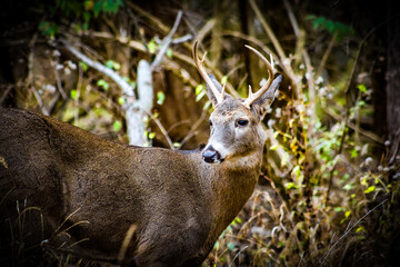 deer in the woods