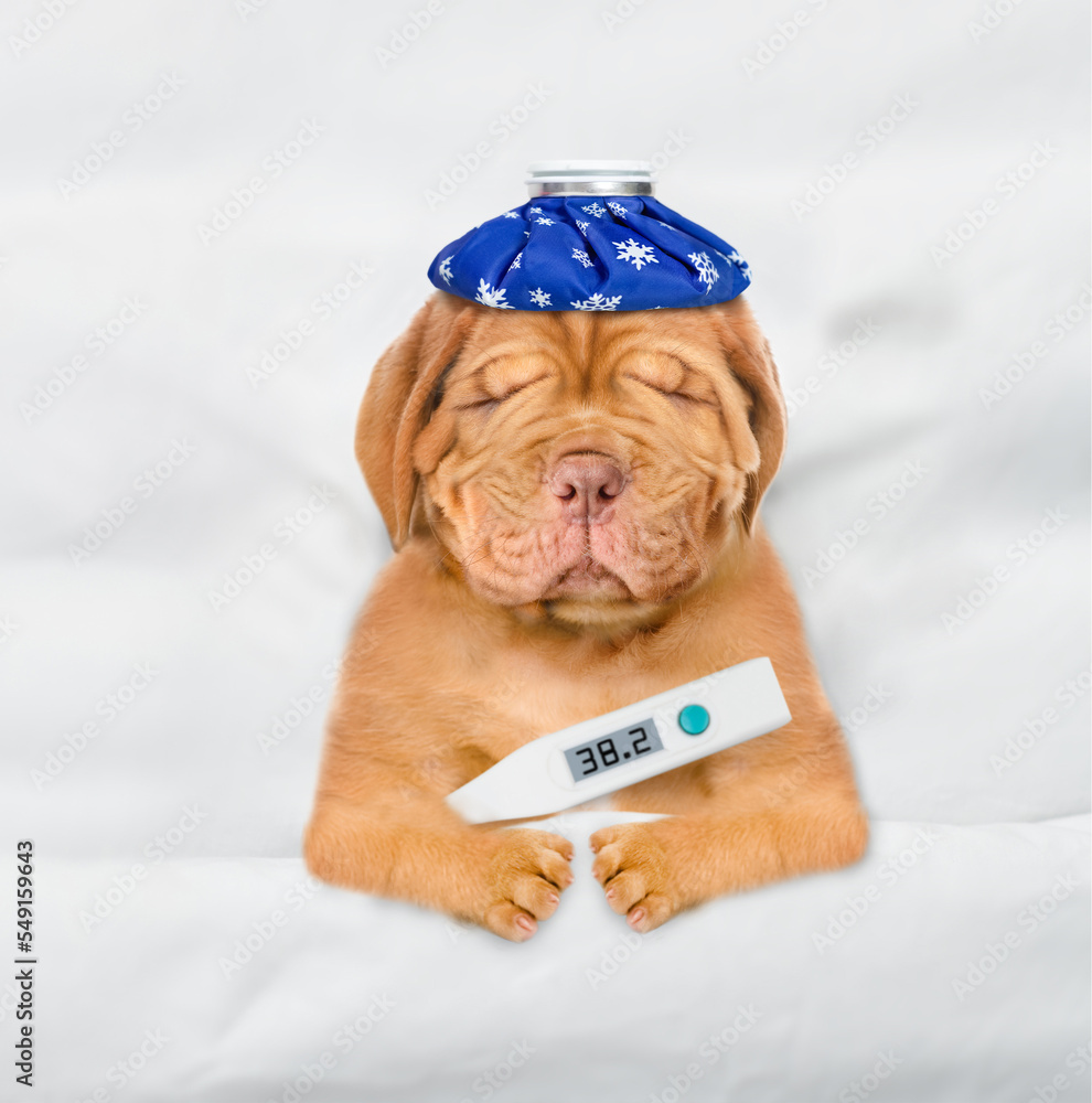 Poster unhappy sick mastiff puppy with ice bag or ice pack on it head lying on a bed at home with a thermom