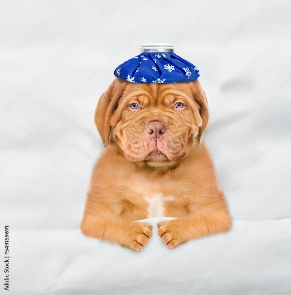 Poster unhappy sick mastiff puppy with ice bag or ice pack on it head lying on a bed at home. top down view