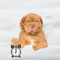 Unhappy Mastiff puppy holds alarm clock under white blanket at home. Top down view