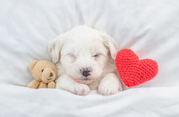 Tiny Bichon Frise puppy sleeps under  white blanket on a bed at home with favorite toy bear and red heart. Top down view